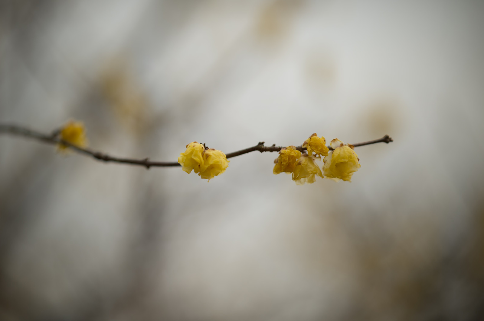 Japonsko, slunečnímu záření, Příroda, fotografování, větev, žlutý, ráno, Nikon, květ, jaro, Tokio, jp, strom, NIKKOR, podzim, list, květ, rostlina, sezóna, flóra, pupen, afs105mmf14eed, afsnikkor105mmf14eed, df, Fuchu, fuchukyodonomori, větvička, vyrobit, zblízka, makro fotografie, závod stonek