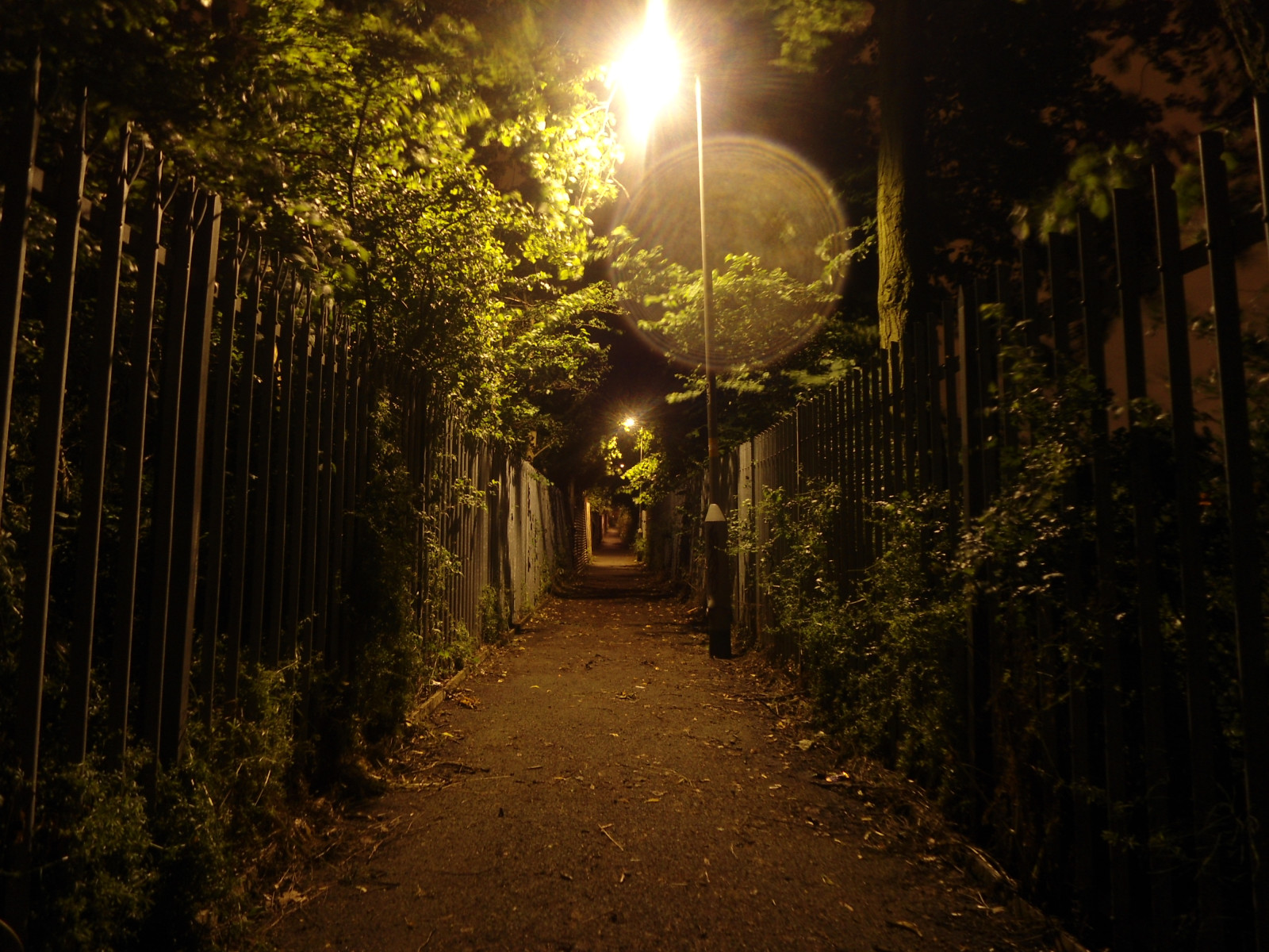 slunečnímu záření, krajina, les, pouliční osvětlení, temný, ulice, noc, Příroda, městský, tráva, nebe, větev, večer, ráno, svítilna, cesta, půlnoc, světlo, dlouho, Krásná, strom, podzim, list, osamělý, rostlina, alej, osvětlení, strašidelný, tma, noc, zálesí, zkratka, Zastrašující