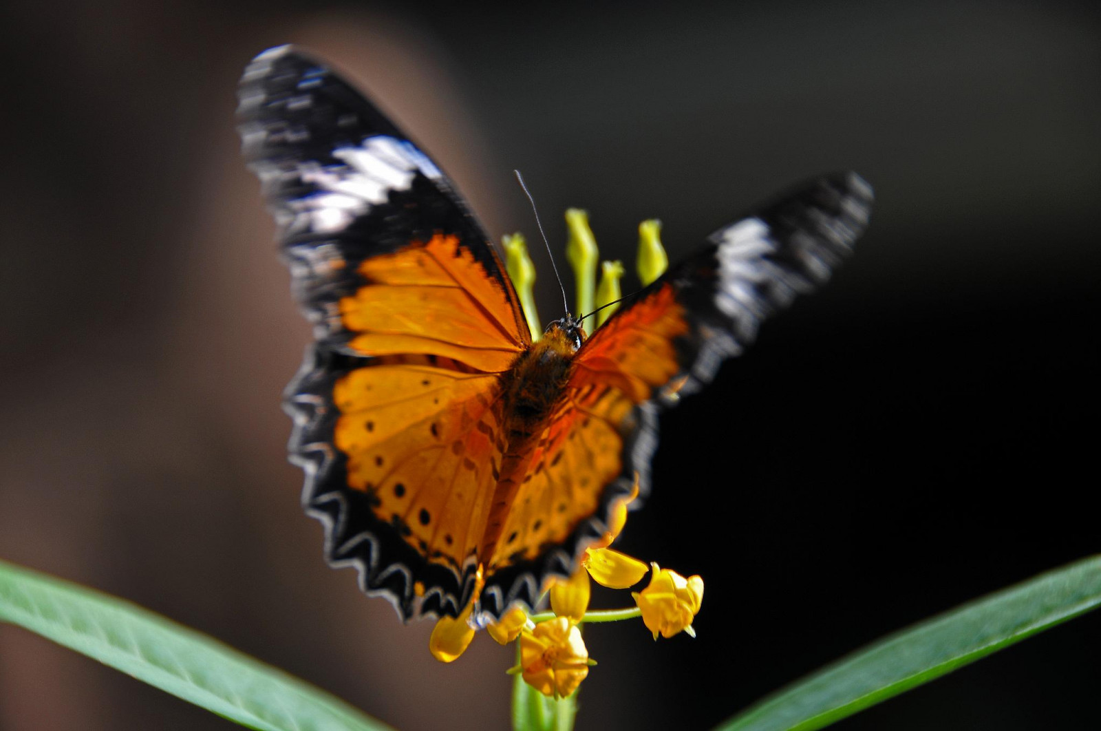 oranžový, Toronto, Ontario, Kanada, motýl, Volný, uvolnit, Dennis, lukostřelec, D300, jsem Kanaďan, 18200vr, dennisjarvis, archer10, dennisgjarvis