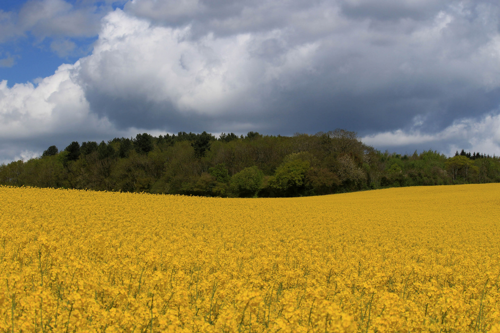 krajina, les, kopec, tráva, nebe, pole, žlutý, hospodařit, Kánon, plodiny, řepkového, polního, mrak, strom, zlatý, flickr, sklizeň, lučina, rostlina, fotografie, řepka, zemědělství, louka, prostý, obraz, eos, 700d, divoká rostlina, prérie, oříznutí, venkov, vyrobit, tráva rodina, meteorologický jev, brassica, kupa, hořčice závod, brassica rapa, hořčice a zelí rodina, ekoregion, Seedoilrape
