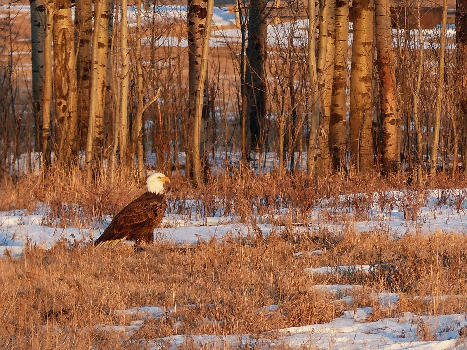 stromy, les, ptactvo, Příroda, tráva, sníh, zima, pole, dřevo, větev, Volně žijících živočichů, Kanada, dravý pták, orel, Alberta, zmrazení, raptor, strom, venkovní, pták, birdofprey, Orel bělohlavý, dospělý, fauna, zálesí, fz200, influenza, ekosystém, kufr, tráva rodina, všechna práva vyhrazena, ornitologie, annkelliott, accipitridae, anneelliott, boční pohled, na zemi, haliaeetusleucocephalus, anneelliott2017, seofcalgary, Fz2004, Haliaeetus, Lateafternoonsun, 25.januára2017