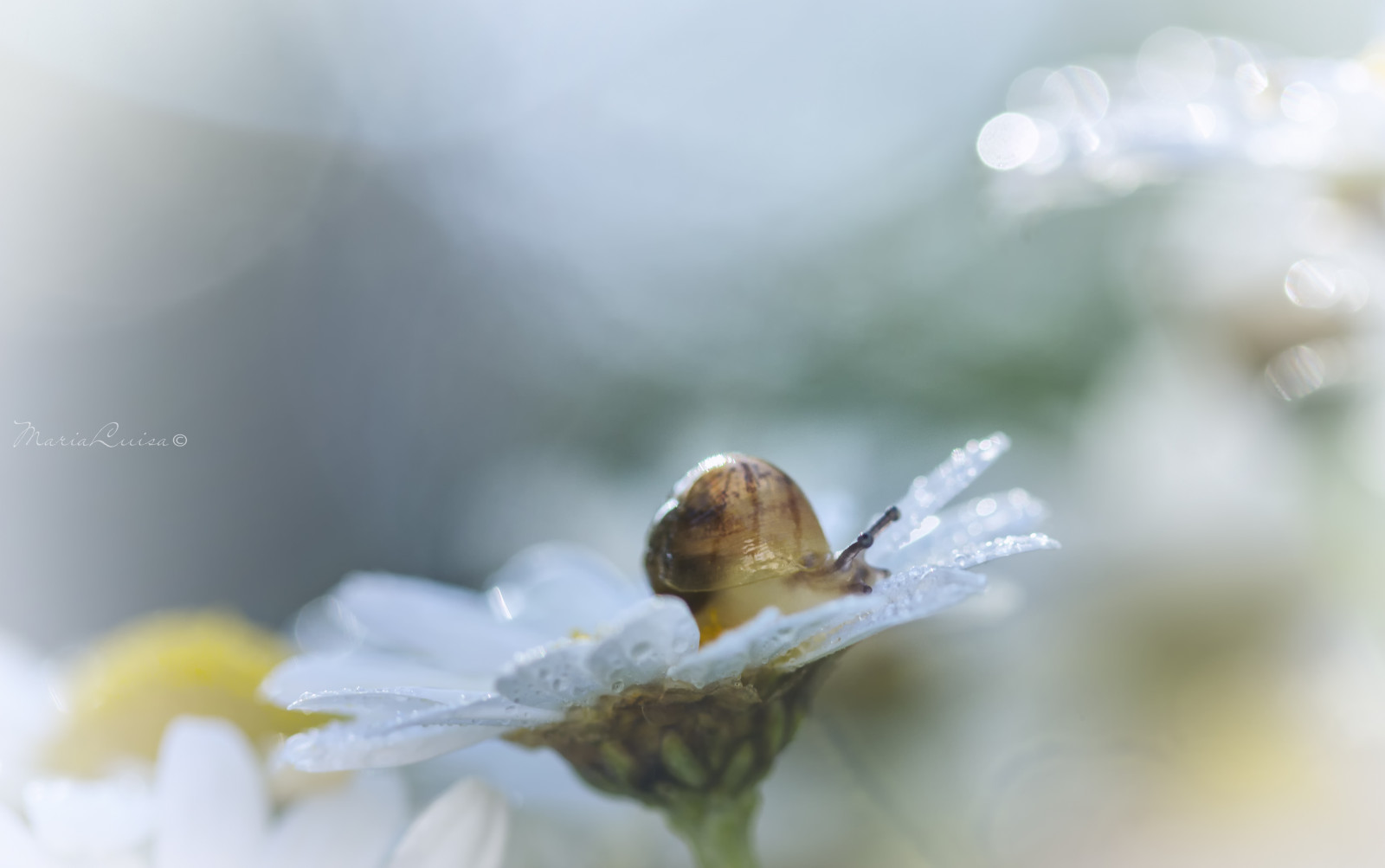 slunečnímu záření, Příroda, fotografování, detailní, makro, větev, hmyz, květ, bokeh, jaro, hlemýžď, Drobný, Sedmikráska, duben, světlo, list, květ, kapka vody, flóra, kapky, okvětní lístek, fauna, graden, zblízka, makro fotografie, bezobratlý