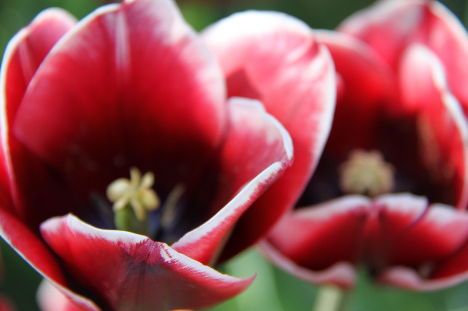 Červené, květ, rostlina, tulipán, flóra, tulpaner, okvětní lístek, suchozemská rostlina, kvetoucí rostlina, zblízka, makro fotografie, závod stonek, lilie rodina