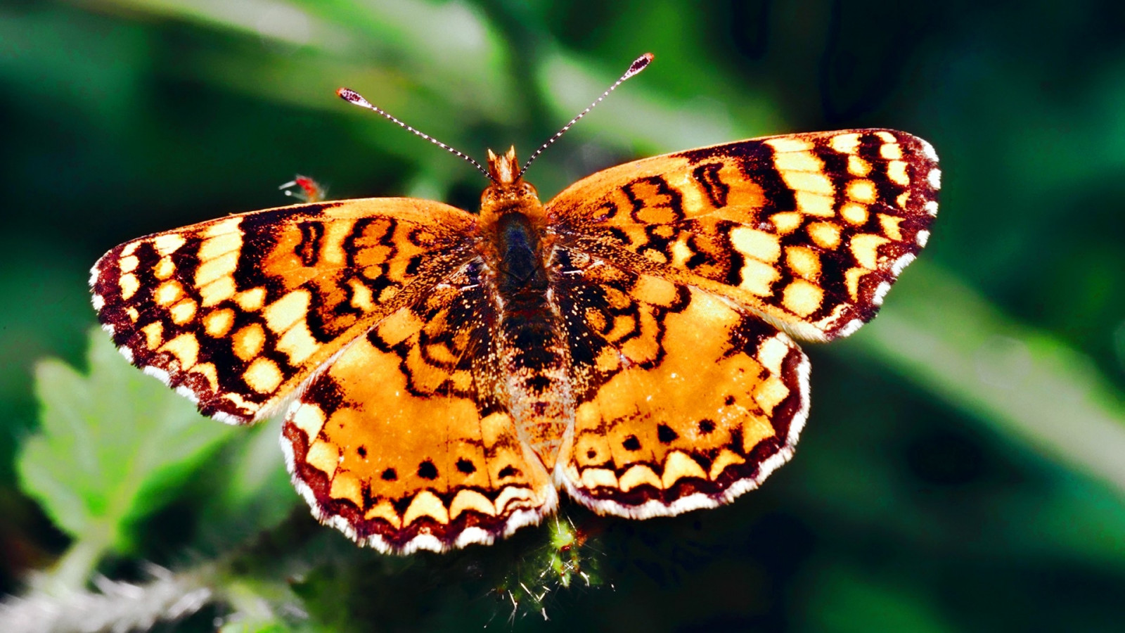 Wallpaper : butterfly, wings, patterns, Flight, beautiful 1920x1080 ...
