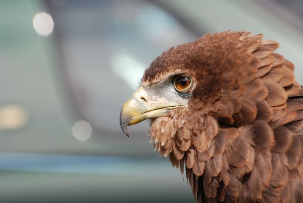 feathers,wildlife,bird of prey,eagle,beak,Falcon