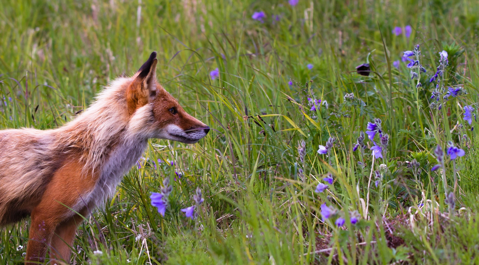 Wallpaper : fox, grass, flowers, field 1920x1065 - 4kWallpaper - 990362