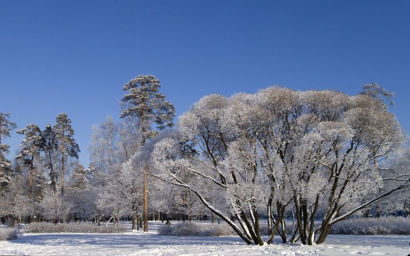 drzewa,gałęzie,śnieg,niebo,rozwalony,zimowy