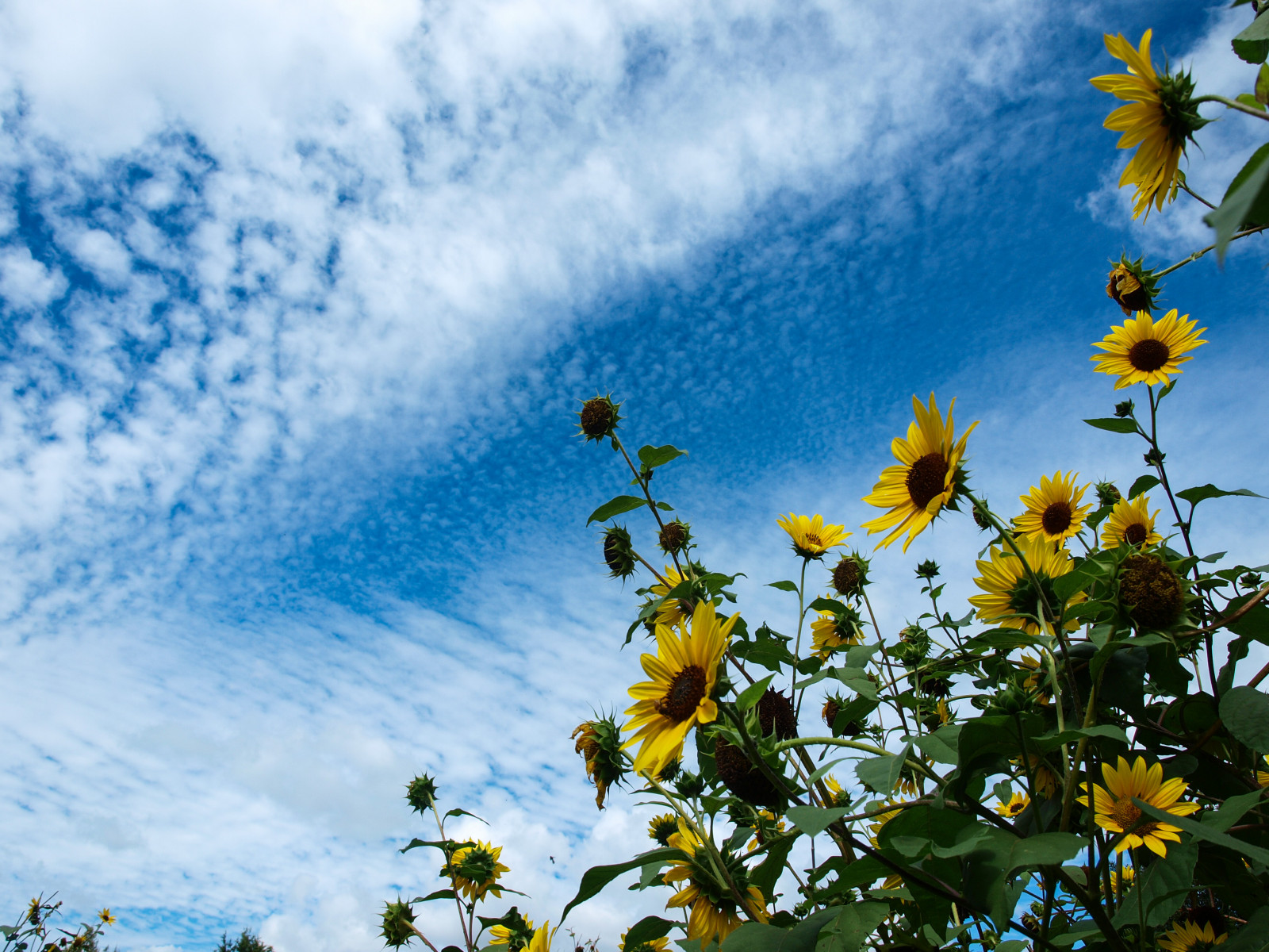 Blume, Himmel, Gelb, blühende Pflanze, Tagsüber, Gänseblümchen, Flora, Pflanze, Wolke, Blatt, Sonnenblume, Frühling, Feld, Wildblume, Sonnenlicht, Gänseblümchenfamilie, Baum, Wiese, Chamaemelum nobile, Blütenblatt, Computer-Tapete, Oxeye gänseblümchen