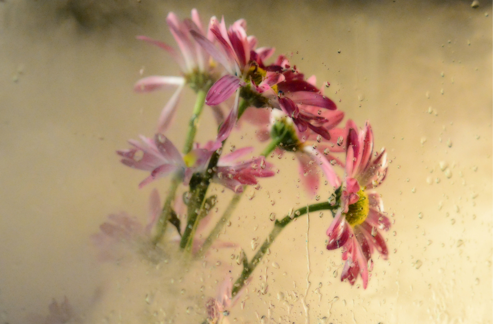 květiny, světla, akvárium, kondenzace, kaluž, Suchý led, photograghy, Freezemotion