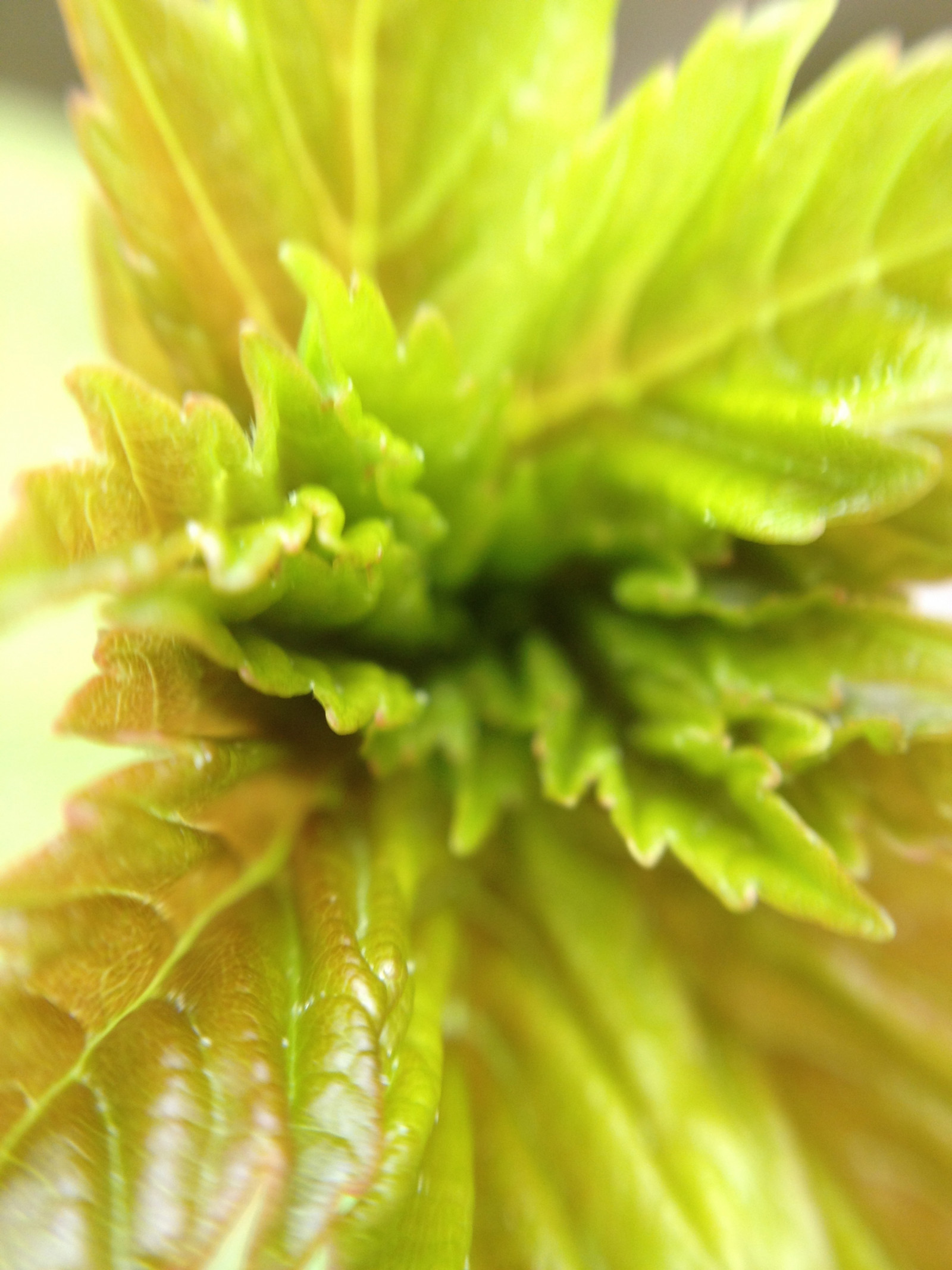 mad, makro, grøn, gul, blad, blomst, plante, flora, knop, kronblad, fremstille, botanik, jord plante, blomstrende plante, tæt på, makrofotografering, stængelplante, daisy familie