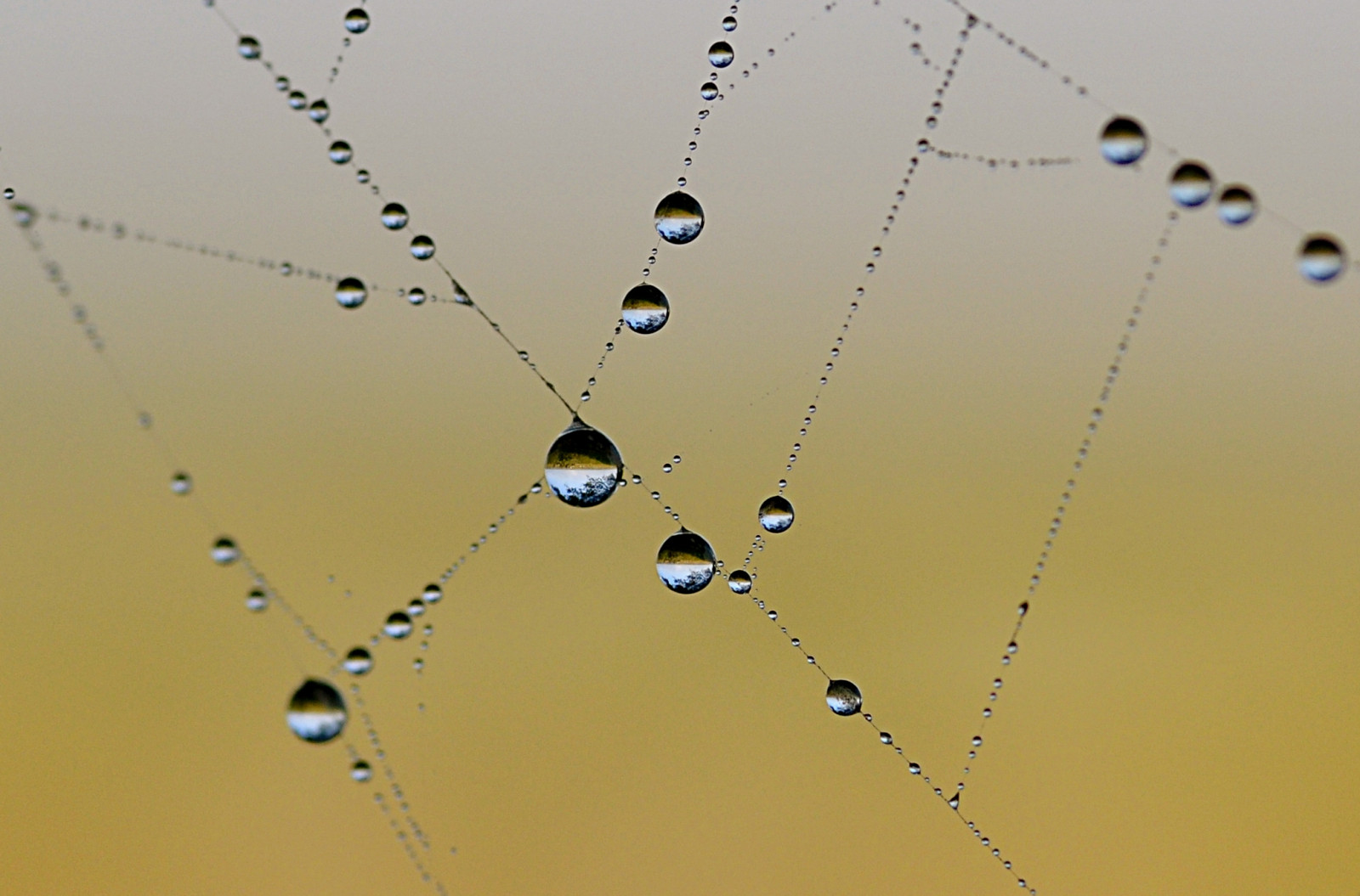 voda, nebe, rosa, mlha, kapka vody, pokles, pavoučí síť, fotosondag, dimma, spindeln t, čára, odstavec, fs140921, větvička, Atmosféra Země, zblízka, makro fotografie, bezobratlý, vlhkost, pavoučí síť