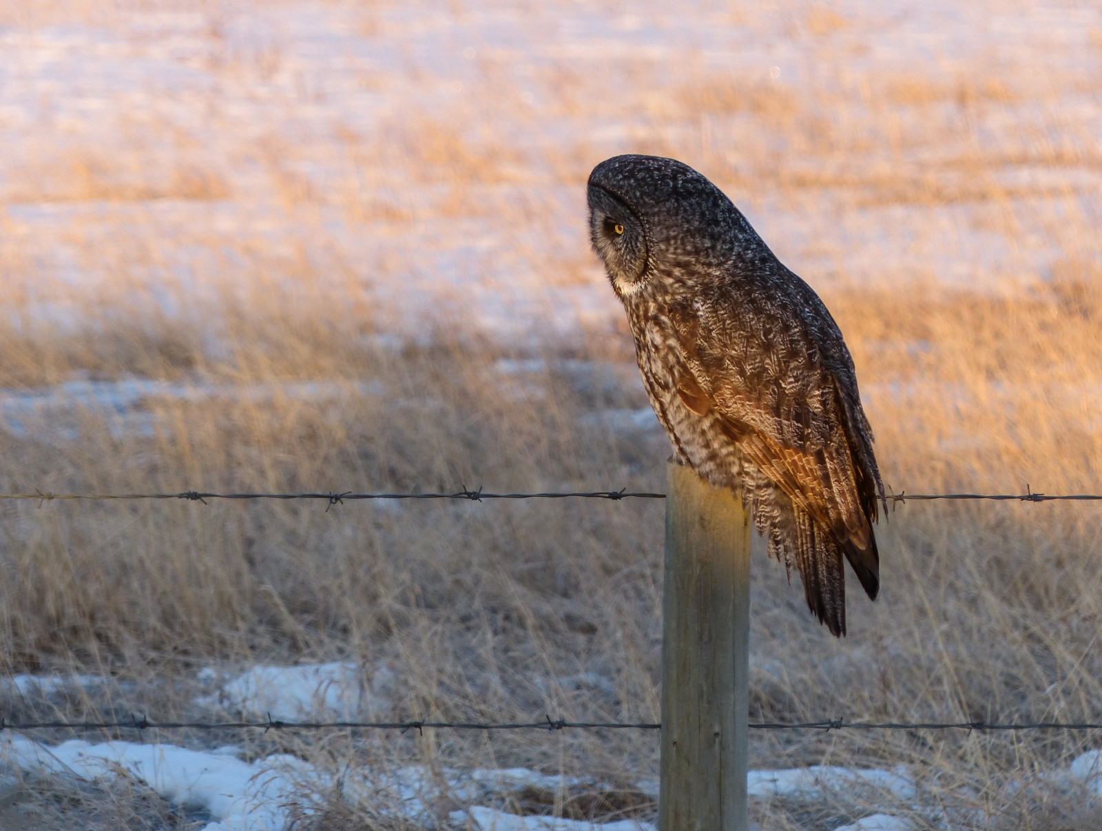 uccelli, natura, la neve, inverno, legna, natura, Canada, uccello rapace, gufo, Alberta, becco, a caccia, all'aperto, uccello, falco, birdofprey, poiana, greatgreyowl, strixnebulosa, fauna, Fz200, aviaria, grande gufo grigio, earlymorninglight, arroccato, recinzione, greatgrayowl, ornitologia, annkelliott, strix, anneelliott, vista laterale, nwofcalgary, Strigiformes, Phantomofthenorth, Strigidae, Bigowl, 28 marzo2013