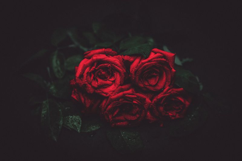 rozen,druppels,bloemknoppen,donkere achtergrond