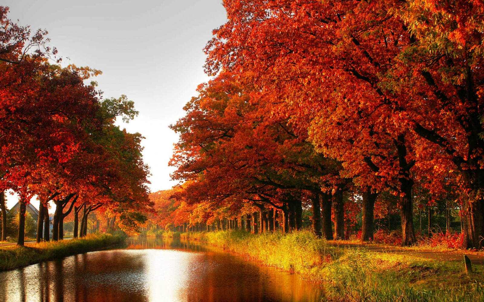 Wallpaper wood, orange, trees, channel, autumn 1680x1050