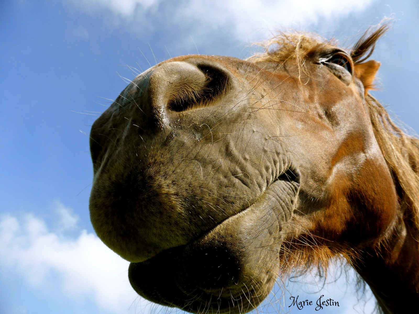 zvěř, Příroda, kůň, nebe, lev, Volně žijících živočichů, Francie, hlava, Panasonic, Breton, blinkagain, velbloud, ruby10, ruby15, ruby5, simplysuperb, Nádherný, kobyla, lumix, mygearandmepremium, natura, infinitexposure, fauna, savec, mygearandmeplatinum, platinumpeaceaward, rememberthatmomentlevel1, rememberthatmomentlevel2, rubyawardsinvitation, rememberthatmomentlevel3, impressedbeauty, vividstriking, Finist re, Brittany, bretagne, goldstaraward, supershot, chevaux, bestofblinkwinners, kůň, Breizh, drafthorse, vlastnost, wildlive, Jument, postier, chevalbreton, obratlovců, zblízka, hříva, kůň jako savci, mustang kůň, arabský velbloud