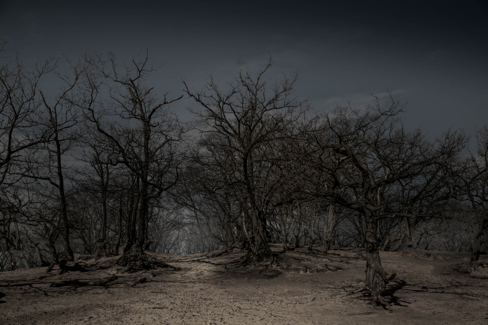 Wallpaper tree, landscape, dark, wood, forest, hill, holland, Dutch