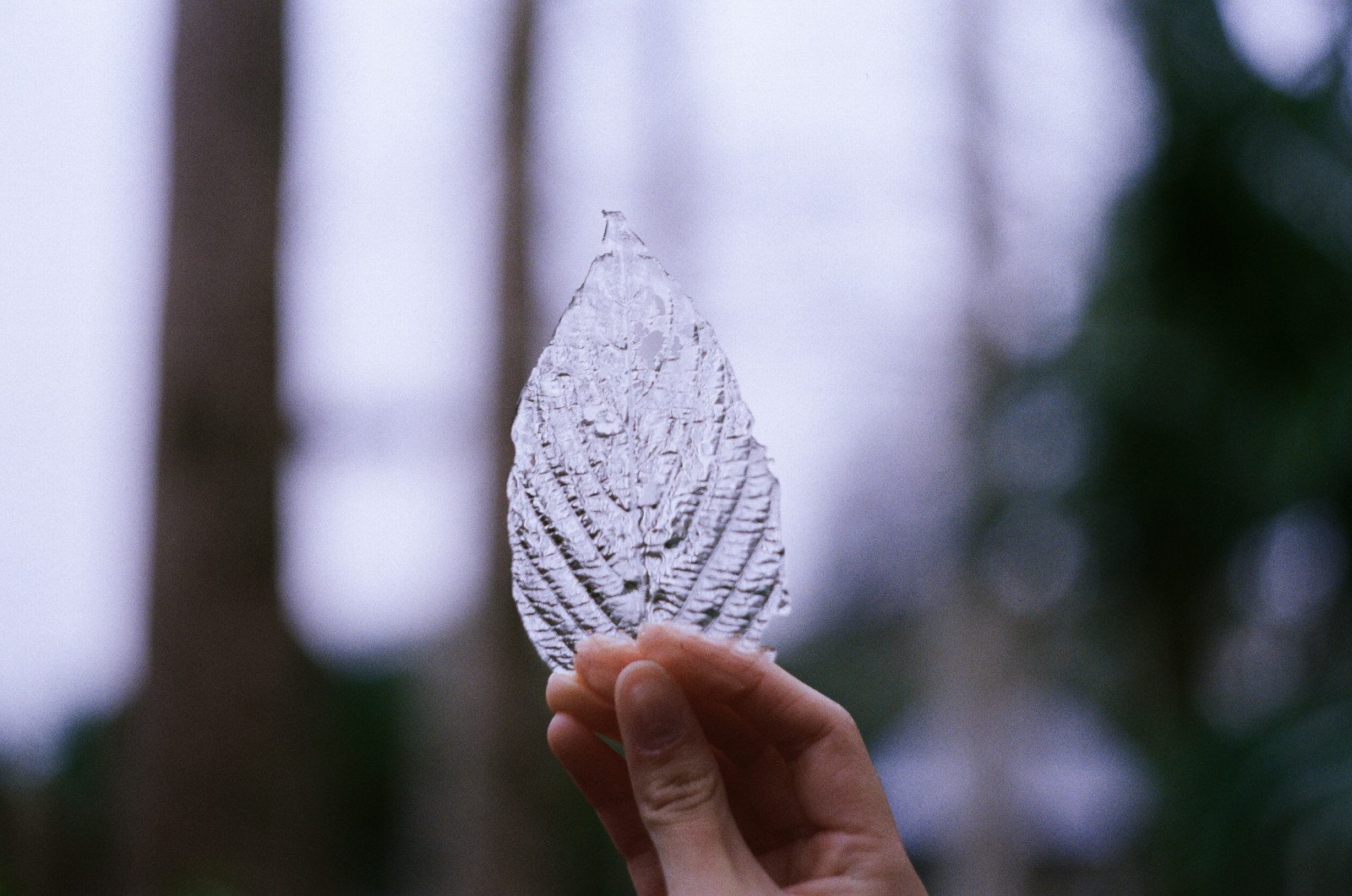 foglia, mano, avvicinamento, fotografia macro, ramoscello, pianta