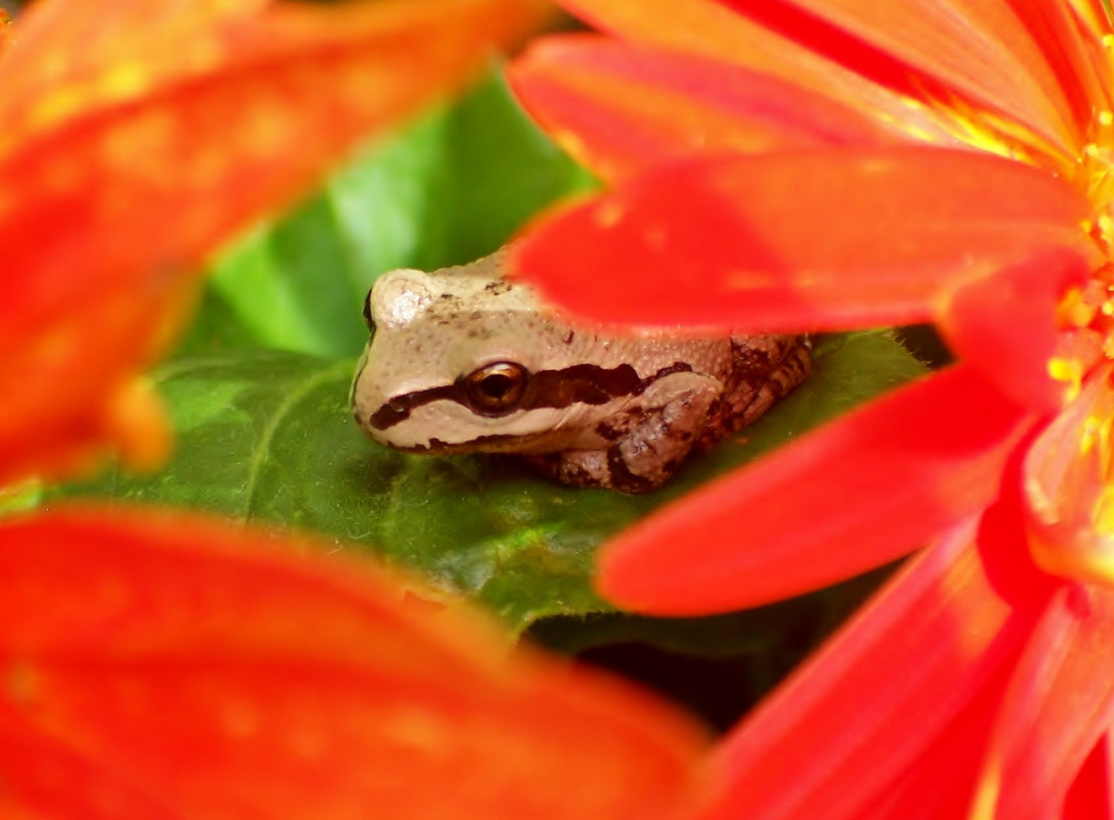 žába, Červené, Drobný, květ, makro, allnaturesparadise, infinitexposure, gerberadaisy, magicmomentsinyourlife, magicmomentsinyourlifelevel1, magicmomentsinyourlifelevel2, magicmomentsinyourlifelevel3, magicmomentsinyourlifelevel4, thebestofmimamorsgroups