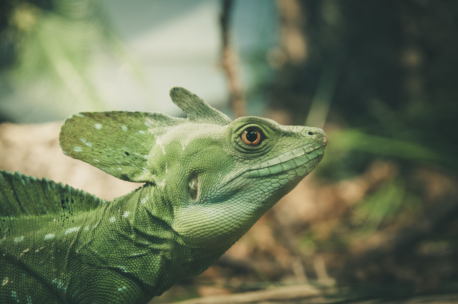 Příroda, zelená, Volně žijících živočichů, Iguana, barva, ještěrka, plaz, fauna, obratlovců, zblízka, makro fotografie, zmenšen plazů, chameleón, dactyloidae, africký chameleon