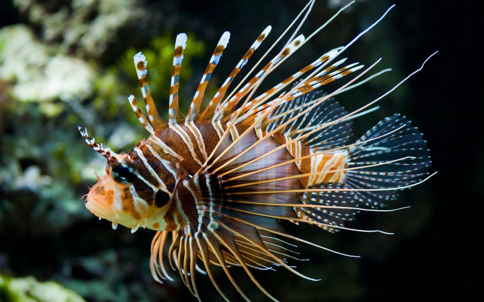 zvěř, fotografování, Ryba, biologie, perutýn, květ, flóra, fauna, zblízka, makro fotografie, mořská biologie, organismus, Pomacentridae, scorpionfish