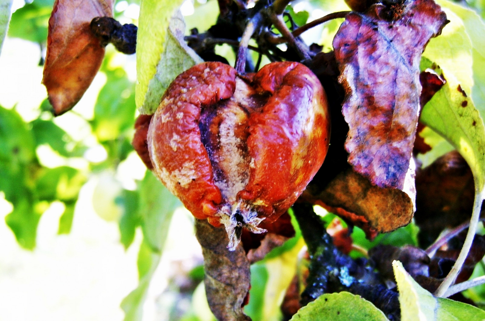 toamnă, copaci, plante, plantă, copac, cădea, măr, natură, peisaj, Herbst, Orton