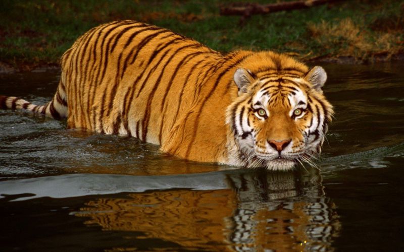 animals, tiger, wildlife, big cats, Zoo, Safari animals, tiger, wildlife, big cats, Zoo, Safari