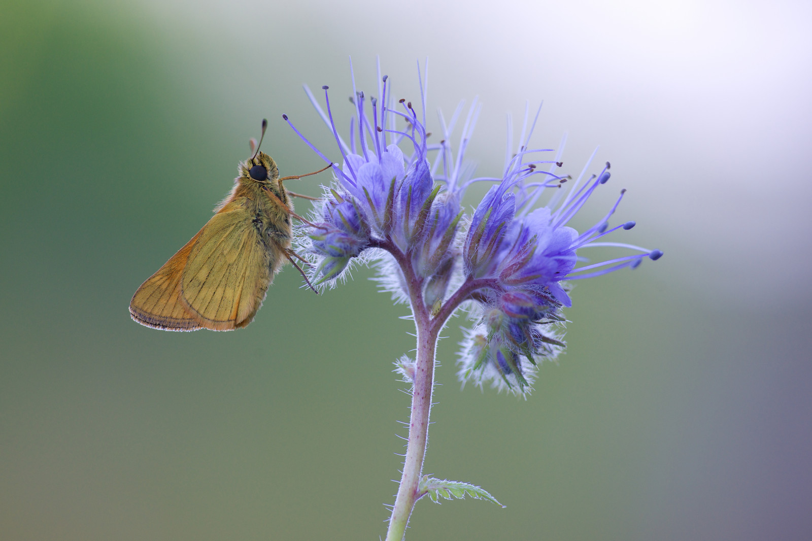 makro, motýl, hmyz, Volně žijících živočichů, pyl, mol, květ, nikond800, fauna, zblízka, makro fotografie, bezobratlý, členovců, organismus, nektar, opylovači, můry a motýli, lycaenid, Pieridae, štětec footed motýl, sigma180mm128apomacrodghsm, Essexskipper, Thymelicuslineola, Zwartsprietdikkopje