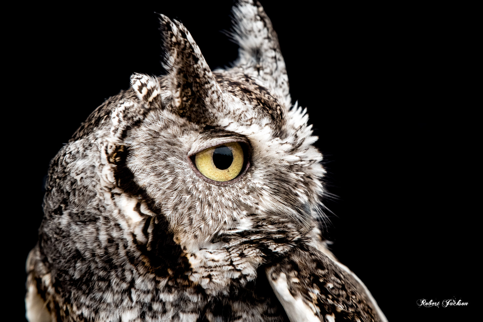 fotografování, detailní, Volně žijících živočichů, dravý pták, sova, zobák, Texas, barva, pták, oko, mimo, Pírko, nikond750, fauna, zblízka, velký šedý sova, robertjackson, screechowl