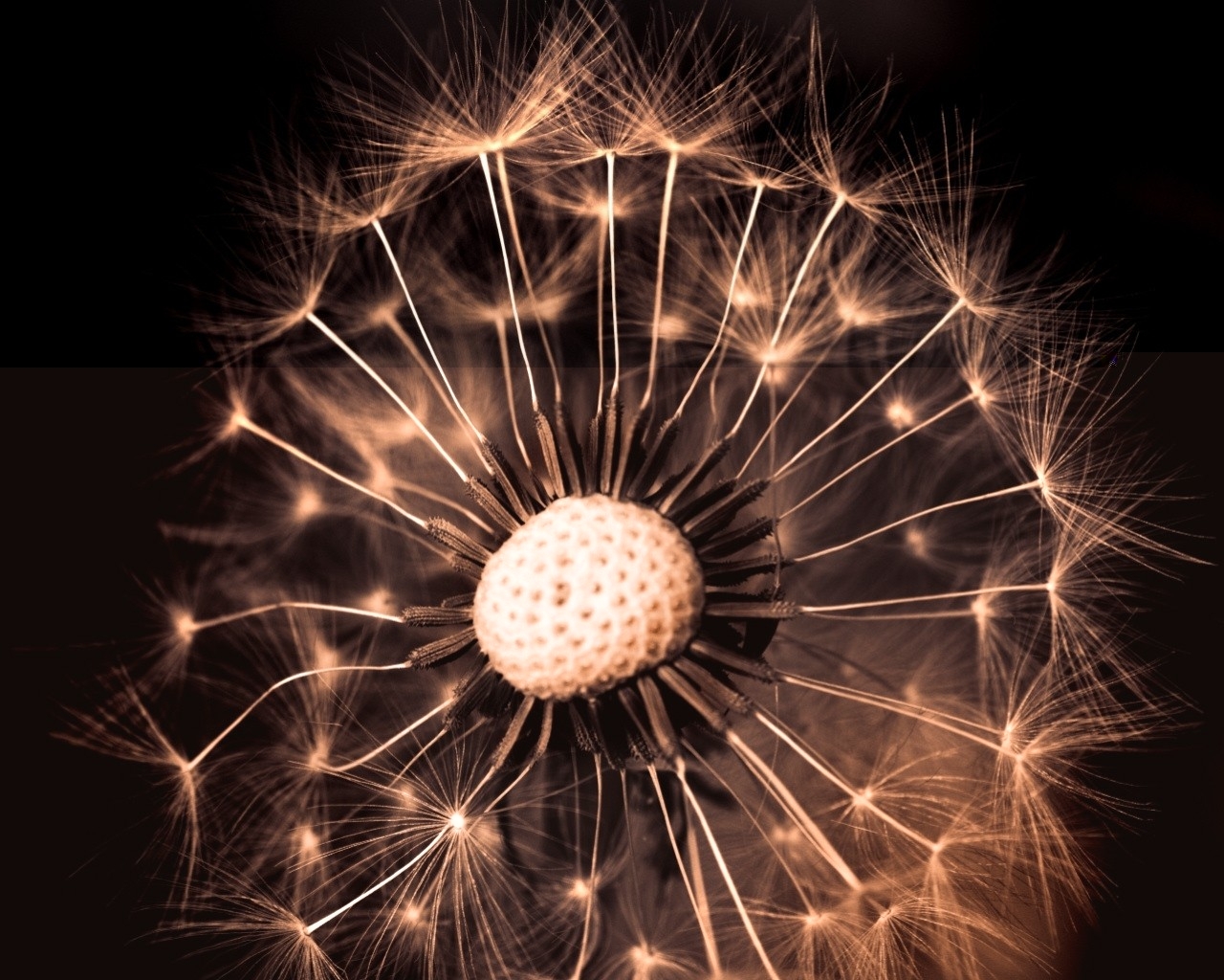 Fondos de pantalla : diente de león, ligero, sombra, abajo 1280x1024