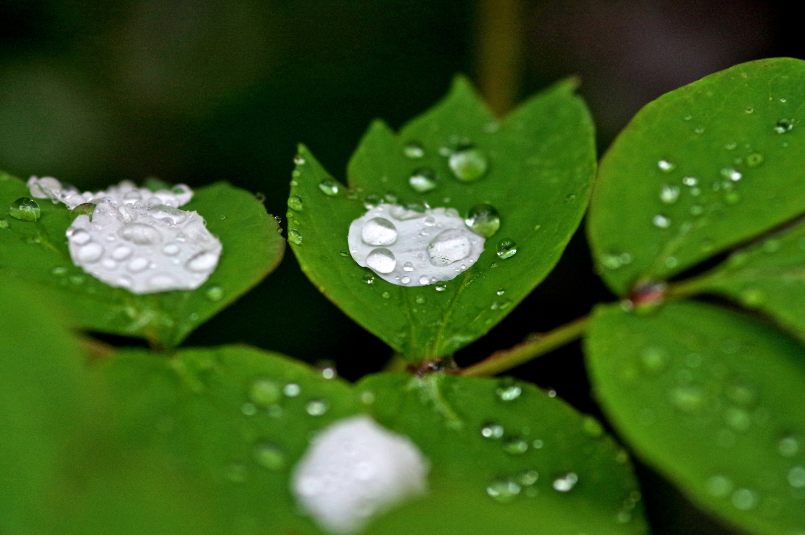 voda, list, zelená, rosa, pokles, vlhkost, makro fotografie