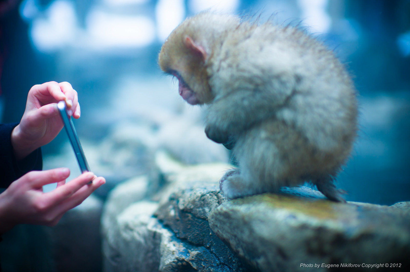 Iphone Als Entfernungsmesser : Hintergrundbilder : tiere kreatur schnee tierwelt iphone affe