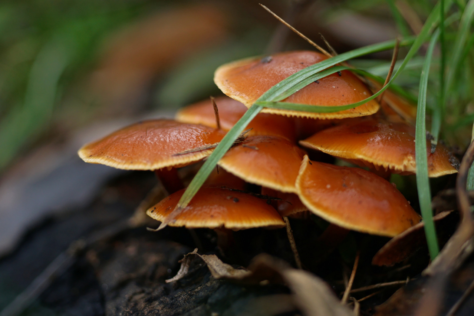 mushrooms, grzyby, park