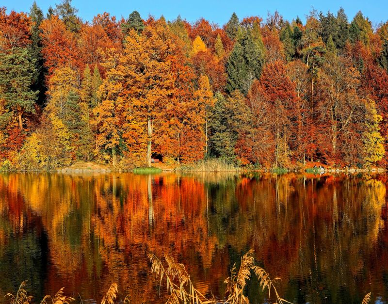 reflection,trees,autumn,river