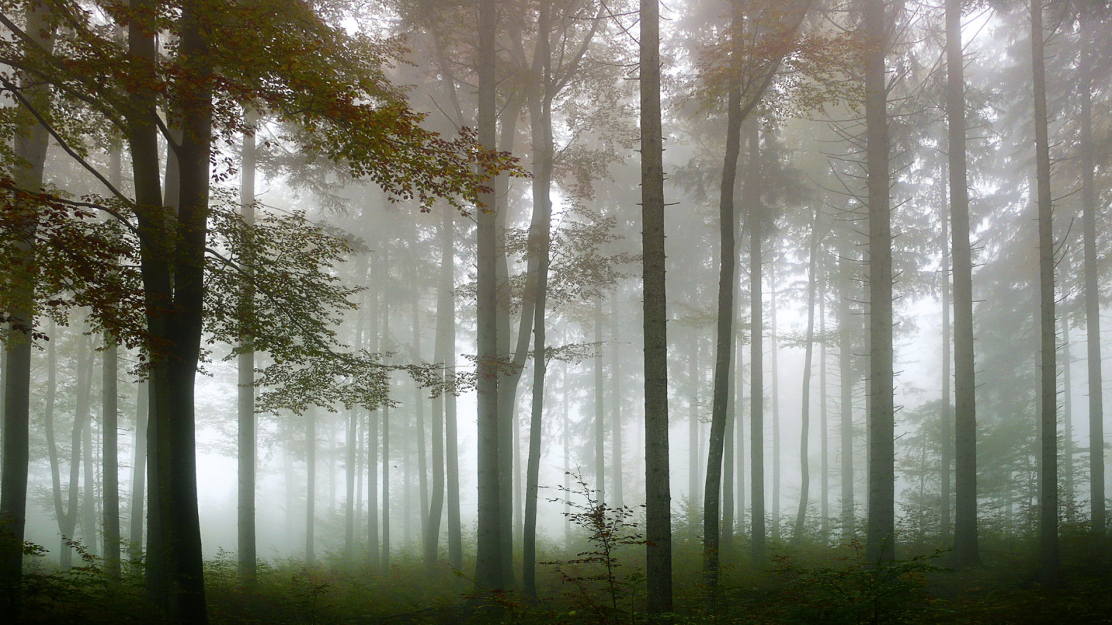 les, ekosystém, zálesí, strom, mlha, spruce fir forest, atmosféra, mlha, ráno, slunečnímu záření, háj, mírné jehličnatý les, biome, prales, smíšený les, dřevo, opadavý, tropical and subtropical coniferous forests, nebe, počítač tapeta, tráva