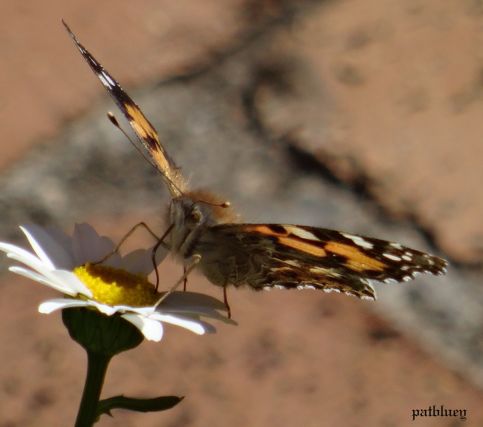 motýl, hmyz, Volně žijících živočichů, Austrálie, mol, flóra, křídlo, ngc, 1001nights, 1001nightsmagiccity, fauna, npc, škůdce, moje zahrada, Nový Jížní Wales, makro fotografie, bezobratlý, členovců, organismus, membrána okřídlený hmyz, opylovači, můry a motýli, štětec footed motýl, Blacktown