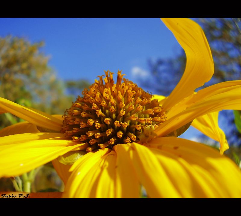 fiore,giallo,flora,petalo,avvicinamento,fotografia macro