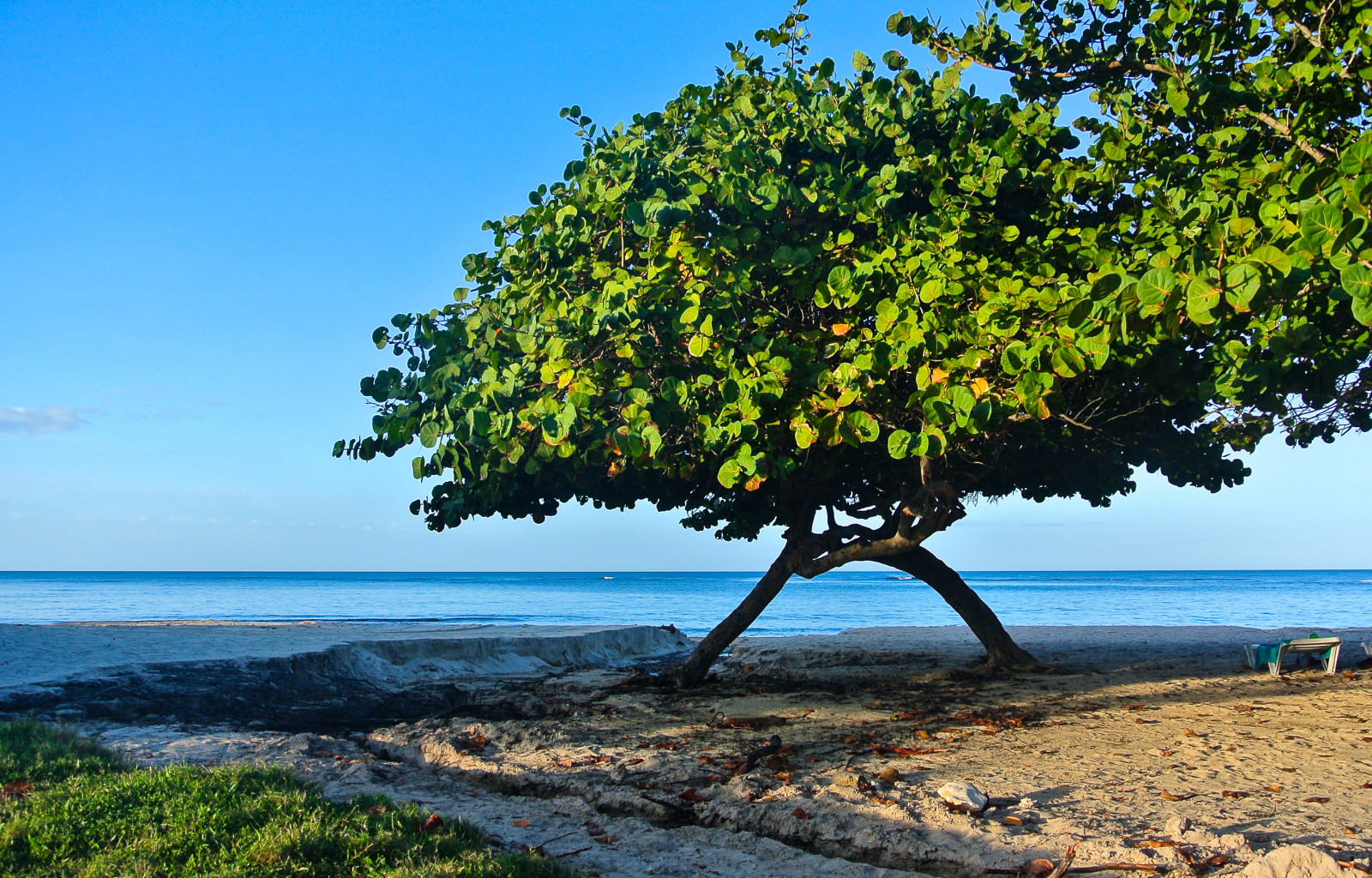 træer, hav, vand, kyst, himmel, strand, afdeling, blå, kyst, Cuba, 2014, træ, plante, ocean, streng, vegetation, troperne, blau, b ume, meer, Kuba, kati, nikon1v1, caribiske Hav, Karibik, Artemisa