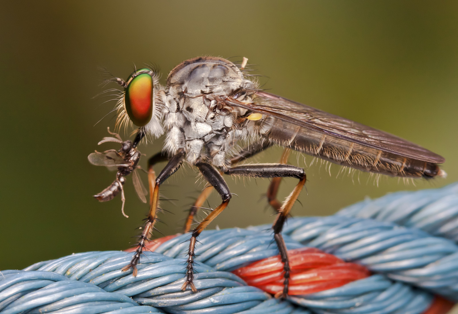 oči, zahrada, Singapore, Příroda, makro, hmyz, Volně žijících živočichů, Blikat, Létat, Kořist, letí, členovců, DIY, stativ, hmyz, hmyz, garcia, Botanická zahrada, dravec, fauna, difuzor, trubka, škůdce, vrah, makrofotografie, zblízka, makro fotografie, bezobratlý, členovců, organismus, botanické, membrána okřídlený hmyz, rozšíření, greatnature, wildlifephotography, 31mm, entomologie, Jonathan, robberfly, assassinfly, Opzjon, Insecteyesyes, Jongarcia, Singaporebotanicgarden, Jonathangarcia, Hmyz bez hmyzu