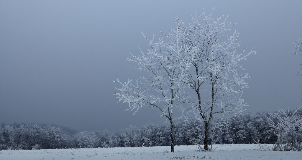 stromy, krajina, světla, Příroda, sníh, zima, větev, led, Studený, ráno, mlha, mráz, Kánon, Evropa, Dovolená, Maďarsko, zmrazení, Zala, strom, stíny, cestovat, barvy, počasí, rostlina, sezóna, zasněžený, cestování, zimní říše divů, tozofoto, atmosférický jev, dřevina
