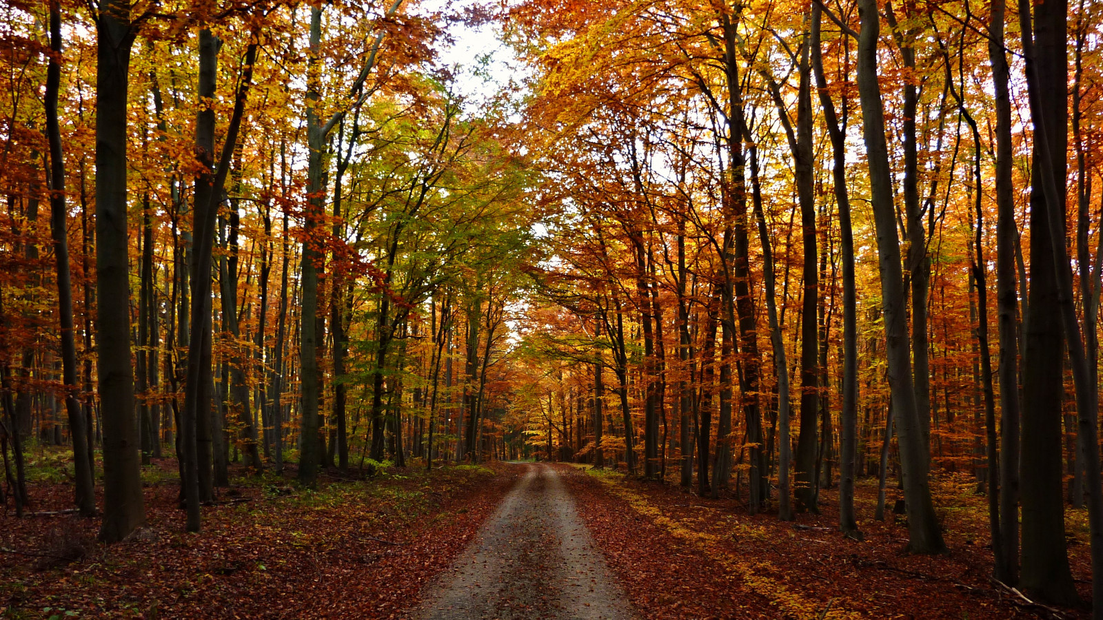 slunečnímu záření, krajina, les, Příroda, tráva, nebe, dřevo, větev, večer, ráno, Německo, cesta, strom, podzim, list, deutschland, Herbst, th Ringen, zálesí, háj, počítač tapeta, ekosystém, mírné jehličnatý les, biome, kufr, prales, smíšený les, opadavý, Herbstlaub, národní park, Durynsko, hainleite, buchen, Waldweg, Caminhos, laubwald, spruce fir forest, northern hardwood forest concept