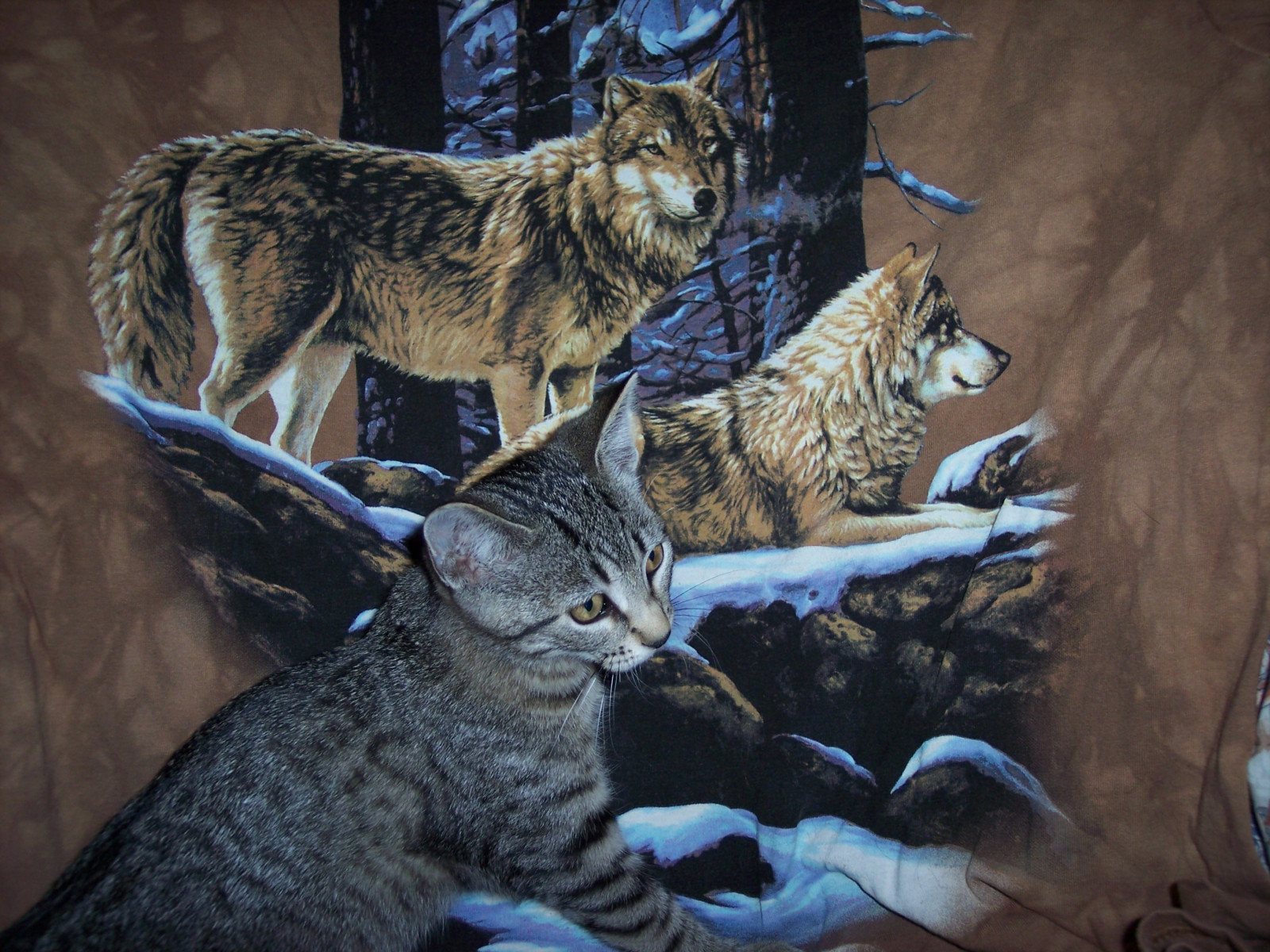 ritratto, Stati Uniti d'America, animale domestico, gatti, Animali, Marrone, ARTE, natura, avvicinamento, gatto, all'aperto, grigio, Illinois, gattino, felino, Chiacchierare, artistico, availablelight, soriano, grigio, Gattino, tranquillo, calmo, atmosfera, luce naturale, gattini, calma, gato, gattini, Catus, tabbies, felini, katze, ispirazione, da vicino, contemplativo, Gatto, lupi, gatito, chaton, gattino, tabbycat, naturalcolors, Southernillinois, Tabbycats, Tabbykitten, Colore naturale, Animalcloseup, Perfectpic, Katzchen, Catposes, Catulus