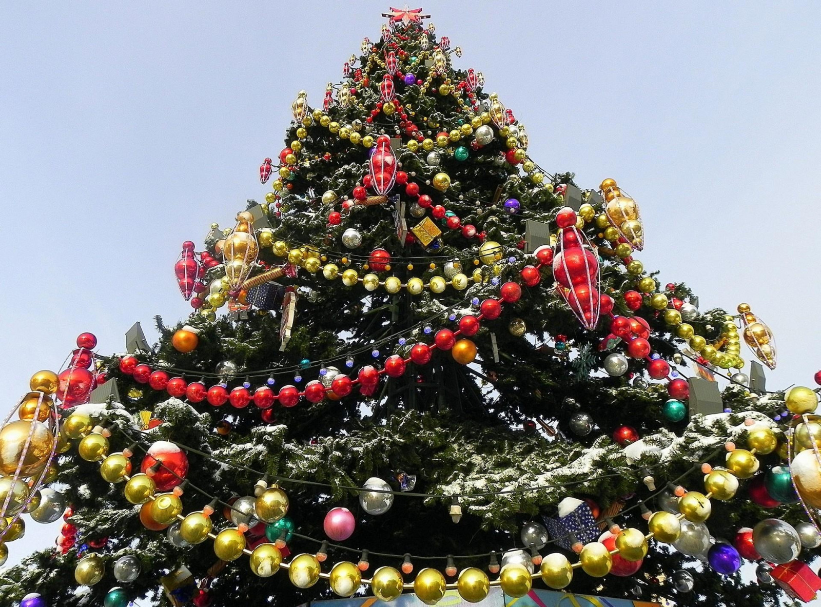 Wallpaper snow, Christmas Tree, holiday, New Year, tree, flower