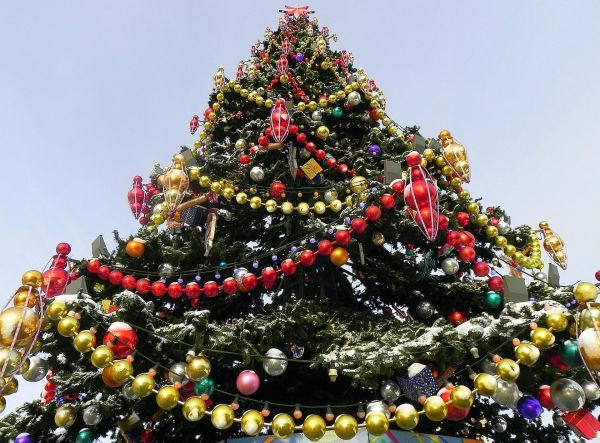 holiday, New Year, snow, Christmas Tree, tree, flower