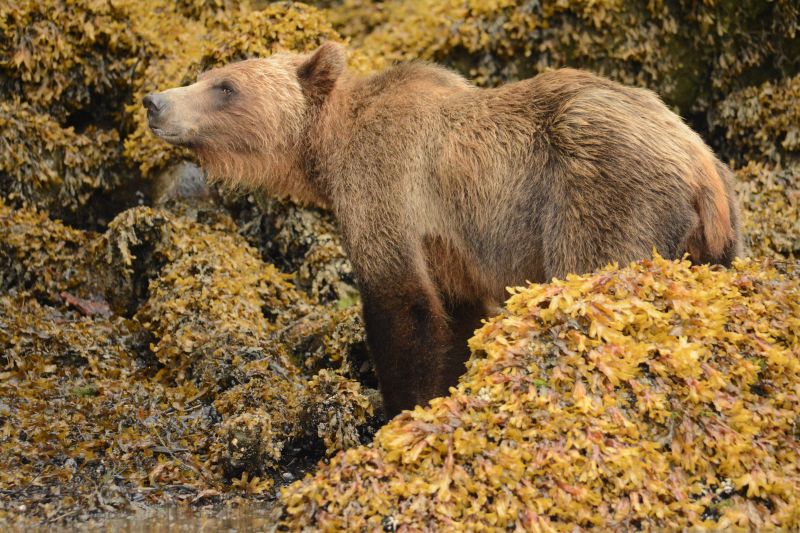 greatbearrainforest, Britisk Columbia, bjørn, grizzly, ursusarctoshorribilis, gråbjørn greatbearrainforest, Britisk Columbia, bjørn, grizzly, ursusarctoshorribilis, gråbjørn