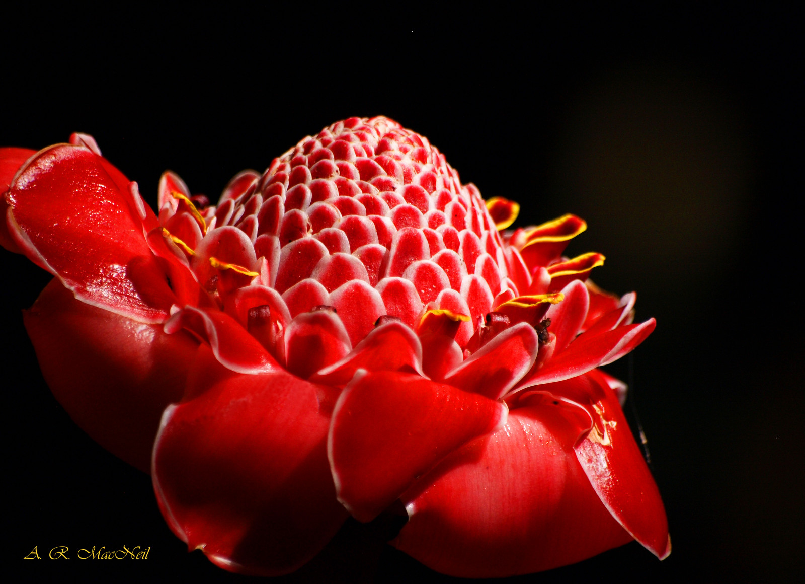 květiny, Červené, květ, makro, Příroda, zahrada, oheň, Hawaii, zázvor, Rajská zahrada, Olympus, Maui, pochodeň, Hana, tropický, Gingers, tropické květiny, torchginger, hanaroad, etlingeraelatior, olympusdigitalcamera, mygearandme, flowerthequietbeauty