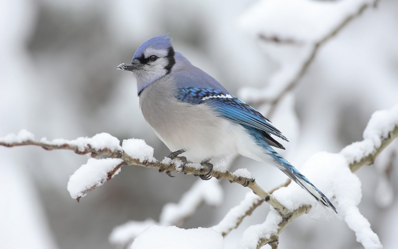 Burung Biru
