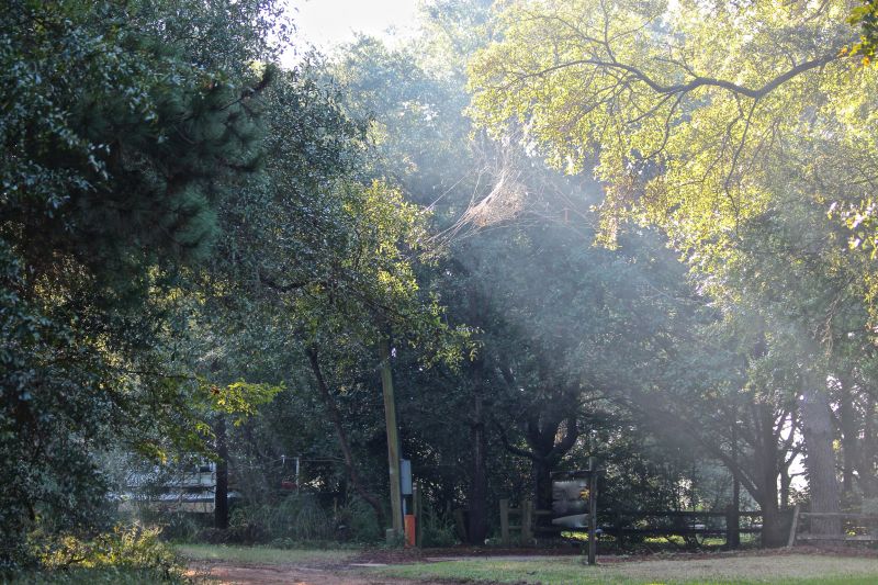 Příroda, strom, list, vegetace, dřevina, zálesí Příroda, strom, list, vegetace, dřevina, zálesí