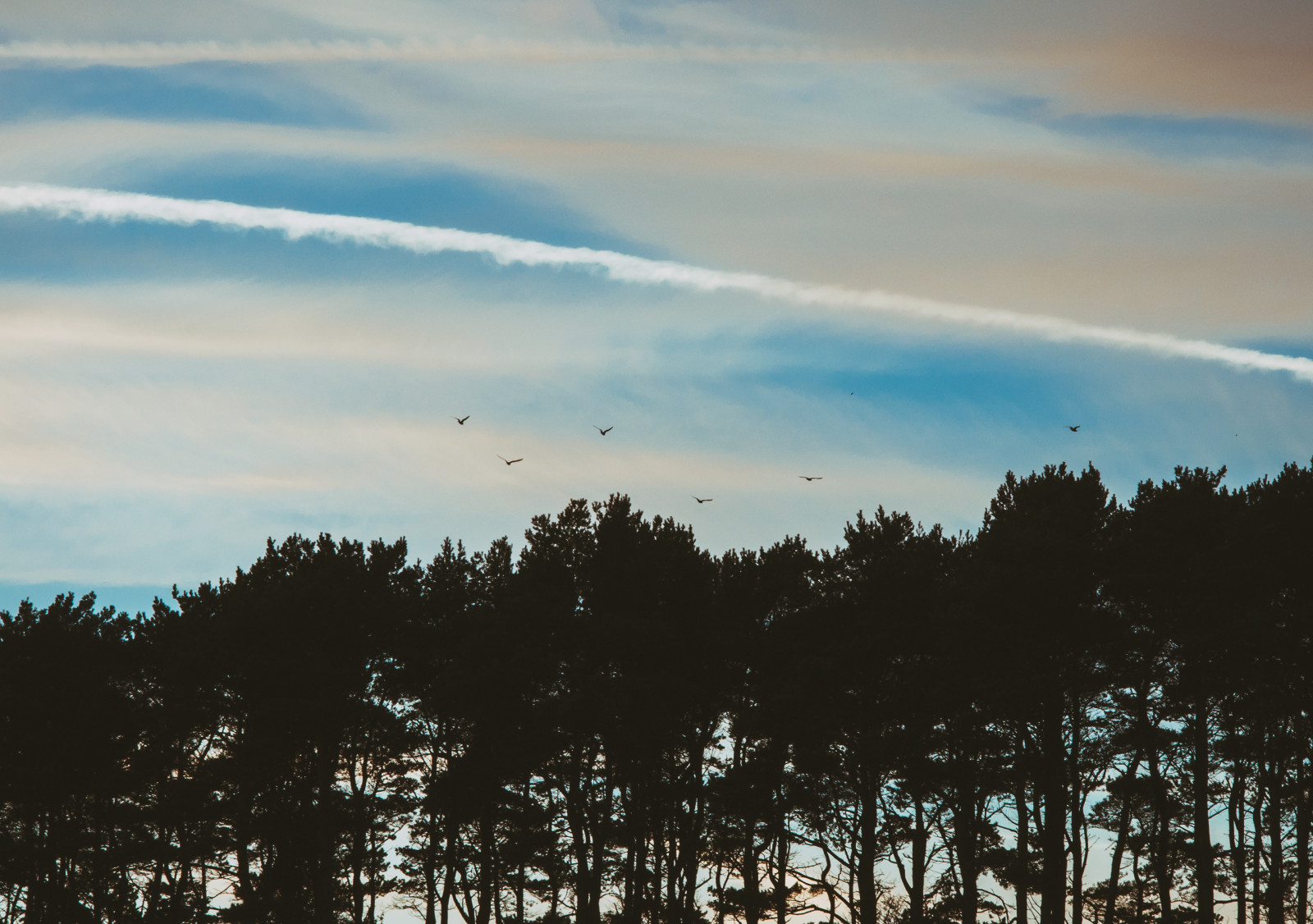 sunlight, trees, birds, sunset, nature, sky, field, sunrise, evening, morning, horizon, atmosphere, dusk, cloud, tree, dawn, atmospheric phenomenon, atmosphere of earth, woody plant, meteorological phenomenon