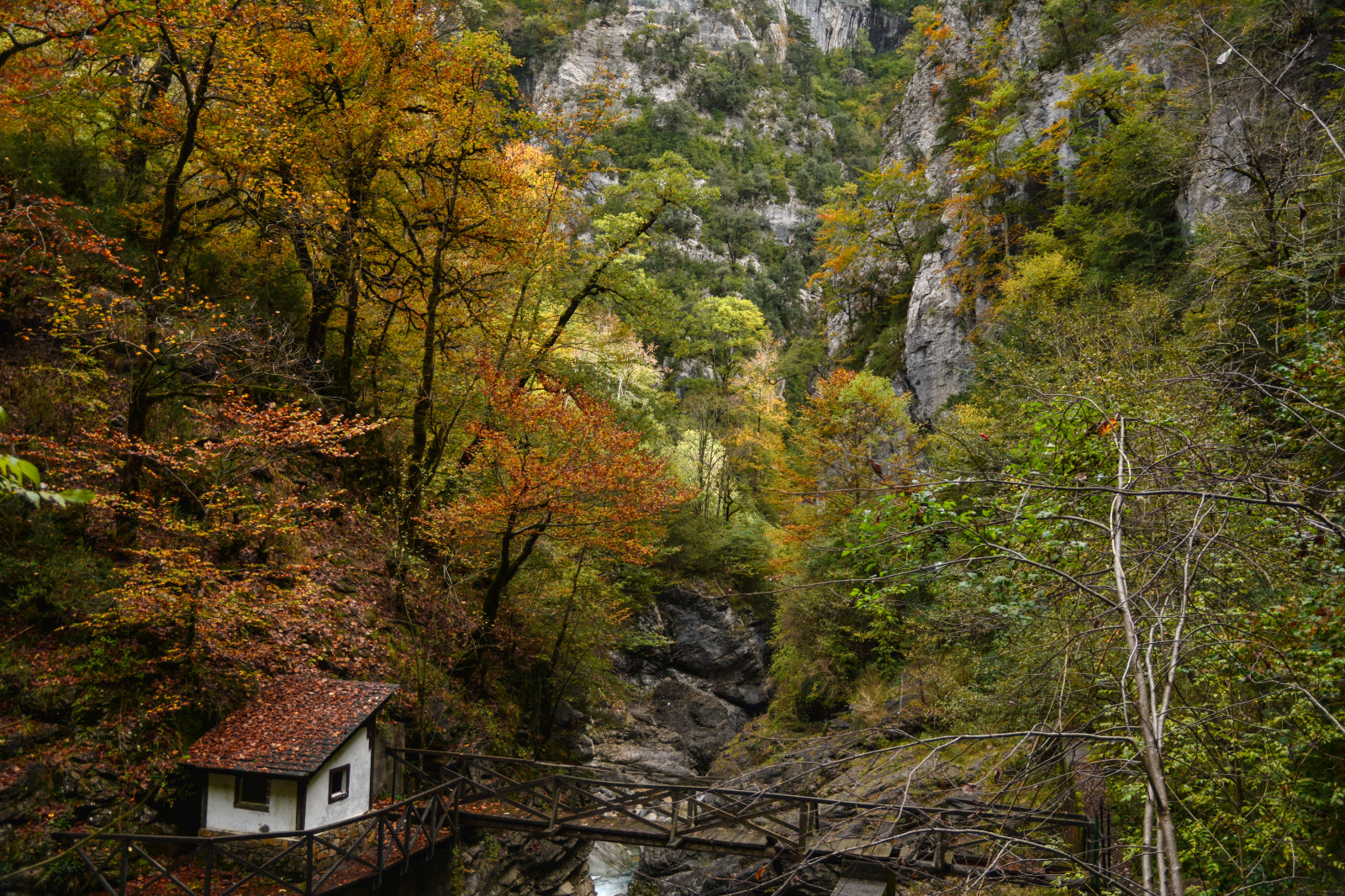 les, Příroda, Nikon, divočina, proud, rokle, hřbet, 2014, strom, podzim, list, hora, rostlina, sezóna, oto o, stezka, aragon, octubre, zálesí, místo výskytu, přírodní prostředí, dřevina, ekosystém, mírné jehličnatý les, biome, prales, smíšený les, opadavý, Huesca, Pirineos, isclo