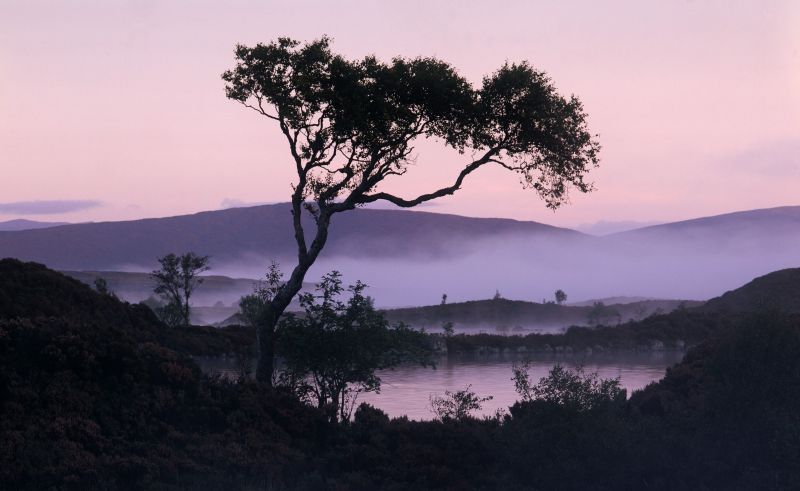 ต้นไม้, แนวนอน, พระอาทิตย์ตก, เนินเขา, ทะเลสาบ, น้ำ